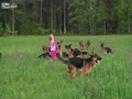 14匹の犬と遊ぶ少女