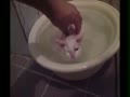 お風呂が気持ちよすぎる猫